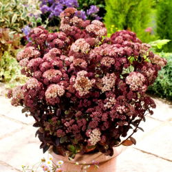 Rainbow Xenox orpine - Sedum - frøplante - stor pakke! - 10 stk