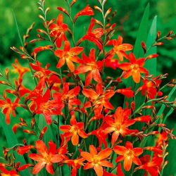 Carmine Brilliant crocosmia - oranžovo-žltá - veľké balenie! - 100 ks
