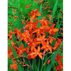 Babylon crocosmia - oranžové kvety - veľké balenie! - 100 ks
