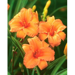 Bertie Ferris daylily - iso paketti! - 10 kpl