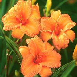 Bertie Ferris daylily - iso paketti! - 10 kpl
