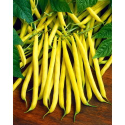 Hạt lùn Golden Saxa của Pháp - Phaseolus Vulgaris - 160 hạt - Phaseolus vulgaris L.
