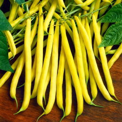 Hạt lùn Golden Saxa của Pháp - Phaseolus Vulgaris - 160 hạt - Phaseolus vulgaris L.