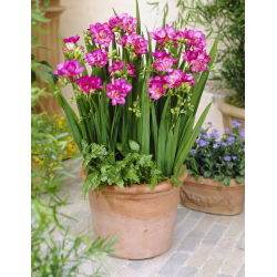 ¡Fresia doble rosa - paquete XL! - 500 piezas