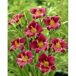 Little Missy daylily - stor pakke! - 10 stk
