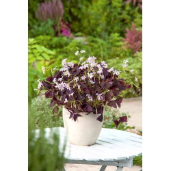 Falsk shamrock - XL-paket! - 250 st