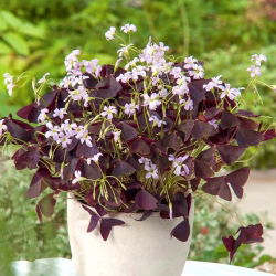 Falsk shamrock - stort paket! - 50 st