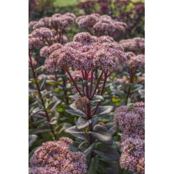 Vera Jameson orpine - Sedum - frøplante; levelangt, froskemage, harping Johnny, evig liv, leve evig, midtsommermenn, Orphan John, heksepengeposer