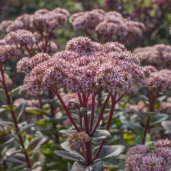 Vera Jameson orpine - Sedum - frøplante; levelangt, froskemage, harping Johnny, evig liv, leve evig, midtsommermenn, Orphan John, heksepengeposer