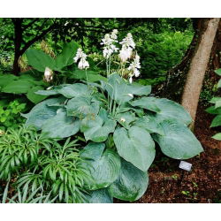Big Daddy hosta, groblad lilja - stort paket! - 10 st