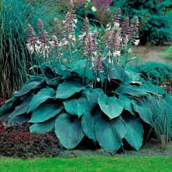 Blue Angel hosta, groblad lilja - stort paket! - 10 st