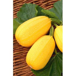 Courgette - Złoty Cepelin - Cucurbita pepo - 100 g - Productive, Medium-Early Squash Variety - Fresh Seeds