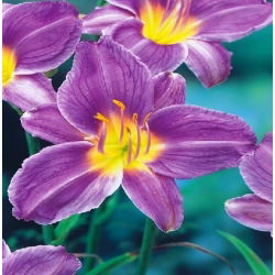 Blue Sea Daylily - pachet mare! - 10 buc.