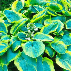Frances Williams hosta, jauhobanaani lilja - iso paketti! - 10 kpl