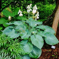 Big Daddy hosta, groblad lilja - stort paket! - 10 st