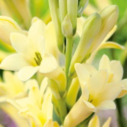 Polianthes, Tuberoza Super Gold / Strong Gold - lukovica / gomolj / korijen - Polianthes tuberosa