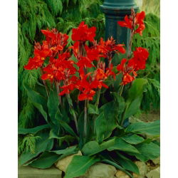 Canna Brillant - grand paquet ! - 10 pieces