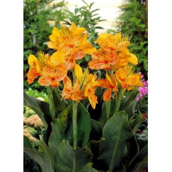 Canna En avant  - 洋葱/块茎/根