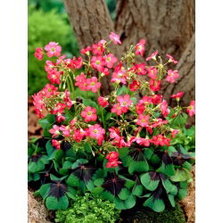 Oxalis Deppei - XXXL förpackning 250 st