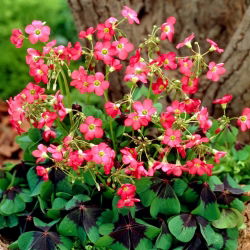 Oxalis Deppei - XXXL förpackning 250 st