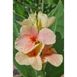 Canna Golden Bird - pacote grande! - 10 pcs.