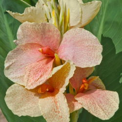 Canna Golden Bird - pacote grande! - 10 pcs.
