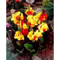 Canna Cleópatra - pacote grande! - 10 pcs.