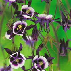 European columbine - William Guiness - crni; obična columbine, bakina noćna kapa, bakina kapa - veliki paket! - 10 kom