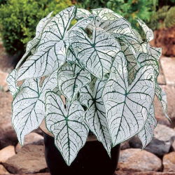 Caladium - Candidum - fehér; elefántfül, Jézus szíve, angyalszárny - nagy csomag! - 10 db.