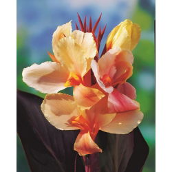 Canna-天使马丁；卡纳莉莉 - 