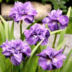 Iris Siberia berbunga dua - Imperial Opal; Bendera Siberia - Iris sibirica