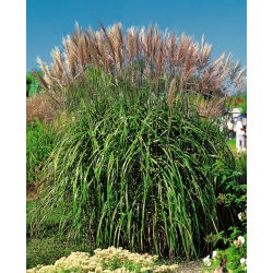 Maiden silvergrass - Malepartus - pachet mare! - 10 buc - 