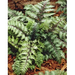 Ladyfern orientale - Ursula's Red - piantina; Felce dipinta giapponese - pacchetto grande! - 10 pezzi