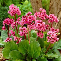 Srčani bergenia "Morgenrote"; heartleaf bergenia, kožni bergenia, bergenia koji cvjeta zimu, uši slona, uši slona, korejski slonovi uši, badan, pigsqueak, sibirski čaj, mongolski čaj - veliko pakiranje! - 10 kom - 