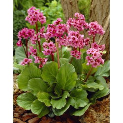 Srčani bergenia "Morgenrote"; heartleaf bergenia, kožni bergenia, bergenia koji cvjeta zimu, uši slona, uši slona, korejski slonovi uši, badan, pigsqueak, sibirski čaj, mongolski čaj - veliko pakiranje! - 10 kom - 