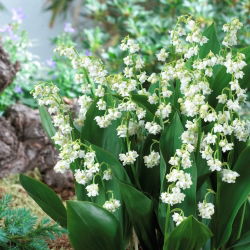 Šmarnica, dvocvetna (Convallaria majalis Prolificans); Majski zvonovi, Gospine solze, Marijine solze - velik paket! - 10 kos - 