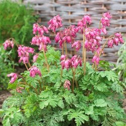 Western bleeding heart "Luxuriant" - wild bleeding heart, Pacific bleeding heart -  large package! - 10 pcs
