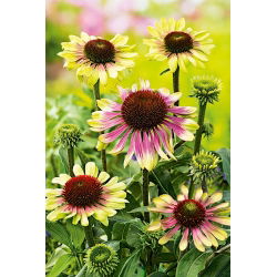 Green Twister zelenorůžová třapatka východní - velké balení! - 10 ks.; třapatka ježek, Echinacea
