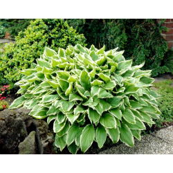 Albomarginata hosta, jauhobanaani lilja