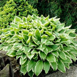 Albomarginata hosta, jauhobanaani lilja