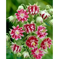 Aquilegia Nora Barlow, fiori doppi - pacchetto grande! - 10 pezzi; cuffia della nonna