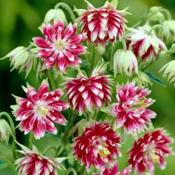 Aquilegia Nora Barlow, fiori doppi - pacchetto grande! - 10 pezzi; cuffia della nonna