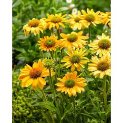 Millow Yellows istočnoljubičasti češnjak žutih cvjetova - 1 kom; jež šišarka, Echinacea