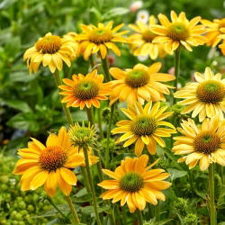 Millow Yellows istočnoljubičasti češnjak žutih cvjetova - veliko pakiranje! - 10 kom; jež šišarka, Echinacea