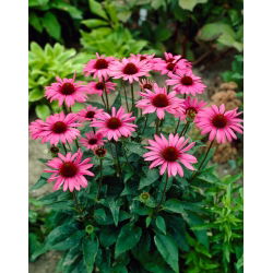 Král velkokvětá třapatka východní - velké balení! - 10 ks.; třapatka ježek, Echinacea