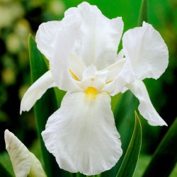 White Knight iris