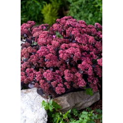 Xenox orpine - Sedum - seemik - suur pakend! - 10 tk; elagu, konnakõht, harping Johnny, elu igavene, ela igavesti, jaanimehed, orb John, nõia rahakotid