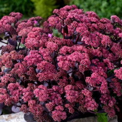 Xenox orpine - Sedum - seemik - suur pakend! - 10 tk; elagu, konnakõht, harping Johnny, elu igavene, ela igavesti, jaanimehed, orb John, nõia rahakotid
