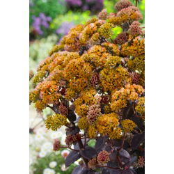 Gul Xenox orpine - Sedum - frøplante - stor pakke! - 10 stk; levelangt, froskemage, harping Johnny, evig liv, leve evig, midtsommermenn, Orphan John, heksepengeposer