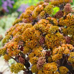 Gul Xenox orpine - Sedum - frøplante - stor pakke! - 10 stk; levelangt, froskemage, harping Johnny, evig liv, leve evig, midtsommermenn, Orphan John, heksepengeposer